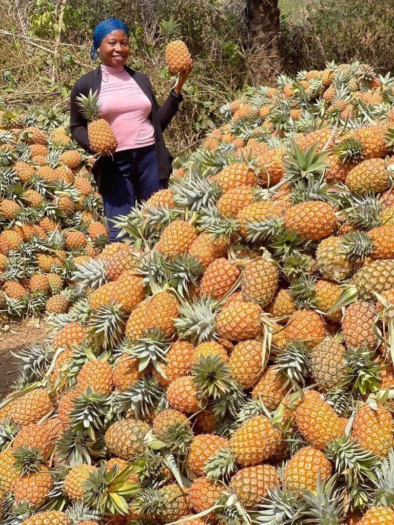 Récolte d'ananas Faboula Agrobusiness