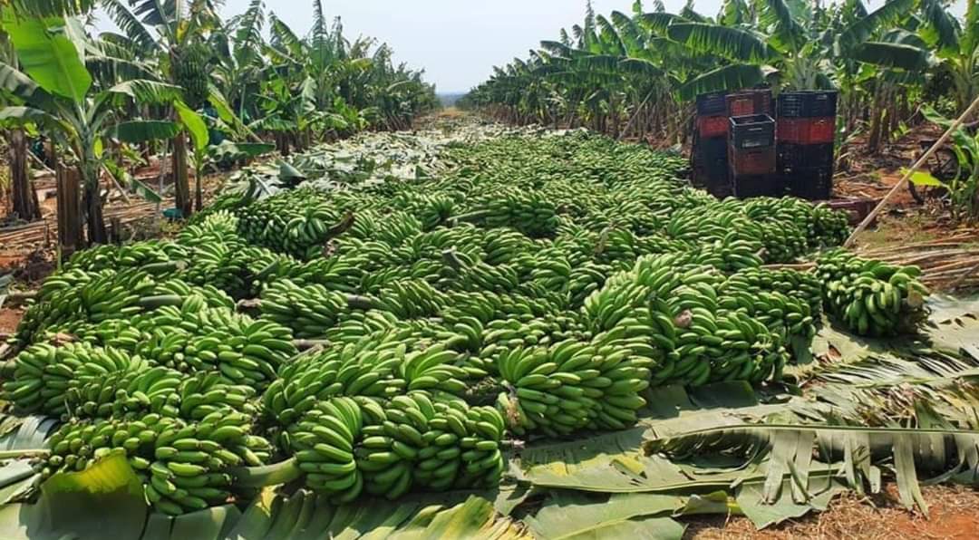 Plantation de bananes Faboula Agrobusiness