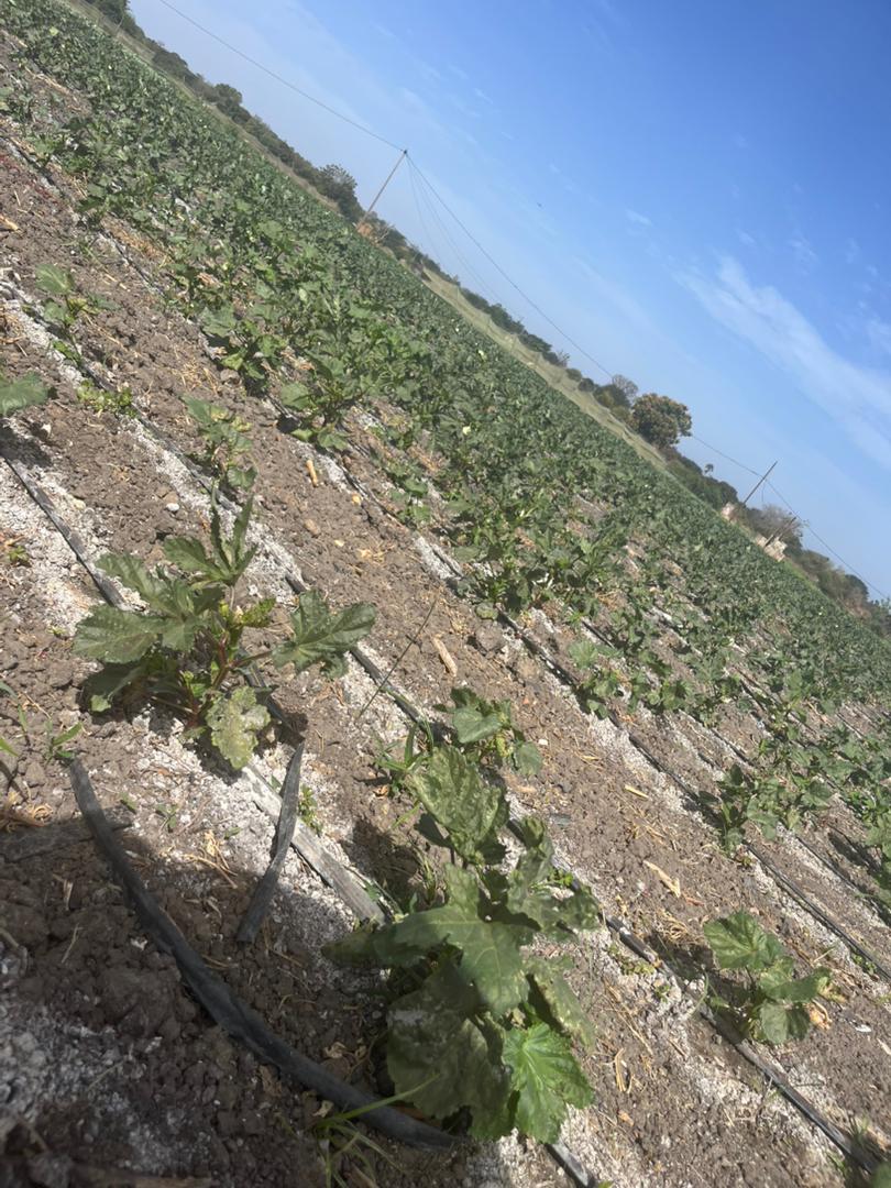 Culture en champ Faboula Agrobusiness