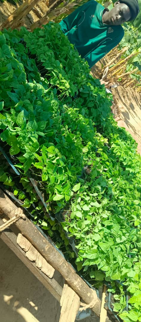 Pépinière Faboula Agrobusiness